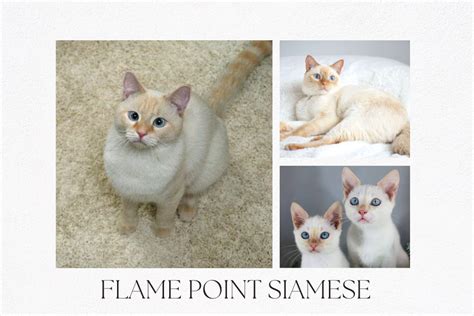 flame point siamese health issues|flame point siamese cat health.